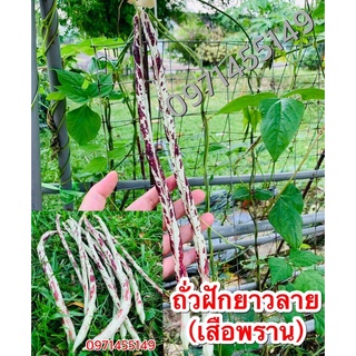 เมล็ดถั่วฝักยาวลายเสือ พันธุ์พื้นบ้าน สำหรับปลูก  ประมาณ 35- 40เมล็ด