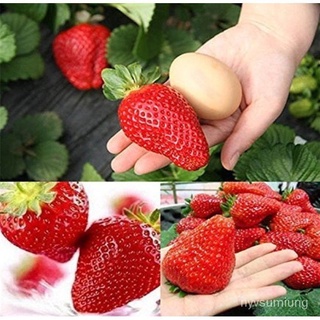 ผู้ผลิตเมล็ดพันธุ์/เมล็ดพันธุ์สตอเบอรี่ยักษ์100 เมล็ด Sweet Strawberry Seeds Fruit Seeds เมล็/อ/อินทรีย์ คละ สวนครัว ดอก