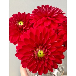 1 หัว/ออเดอร์ รักเร่ Dahlia สายพันธุ์ Red Carpet Border หัวรักเร่