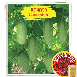 เมล็ดแตงกวา Cucumber เมล็ดพันธุ์แตงกวา แตงกวา เมล็ดผักสวนครัว เมล็ดพันธุ์ผัก ตราภูเขาทองed S6XI