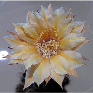 กระบองเพชร  cactus หน่อเด็ดสด echinopsis A001 Wessner ดอกใหญ่ สวยน่าสะสม ขนาดหน่อ 2.5 - 3 ซม