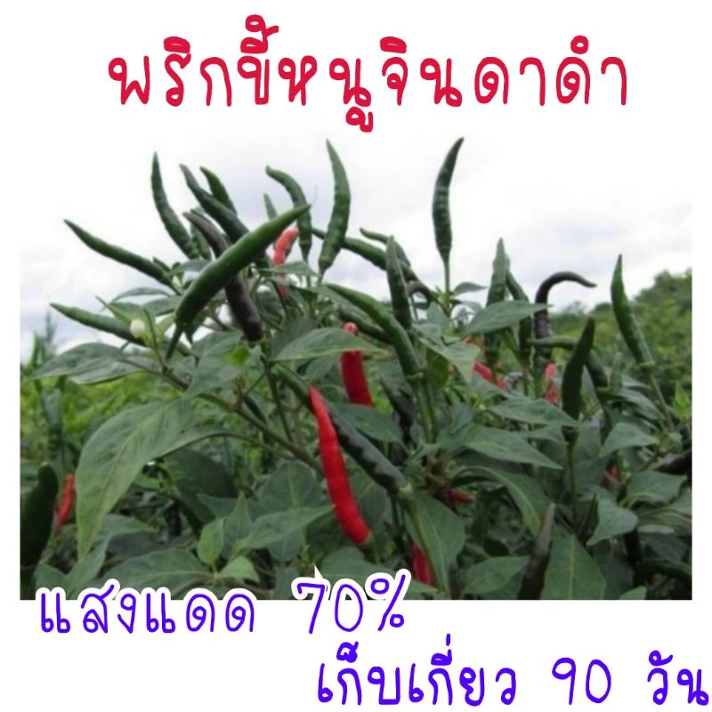 30 เมล็ด พริกขี้หนูจินดาดำ