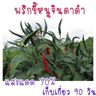 30 เมล็ด พริกขี้หนูจินดาดำ