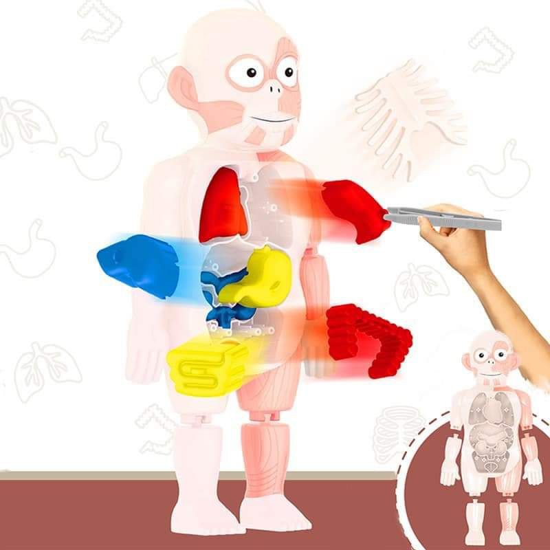 โมเดลจำลองร่างกาย โมเดลอวัยวะจำลอง Human body model Anatomy ของเล่นเสริมพัฒนาการ ปั้นลูกให้เป็นหมอ