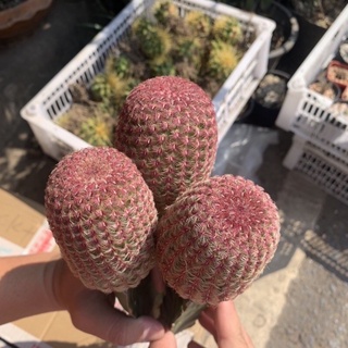 [ถูกสุด] Cactus เรนโบว์ กราฟ กระบองเพชร แคตตัส