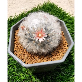 แมมขนแกะ​5cm.ดอกขาวขีดชมพูน่ารักmammillaria bocasana cv. multilanata​ #B01