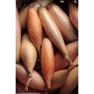 100 เมล็ด เมล็ดหอมหัวใหญ่ สายพันธุ์ Soplica  Onion seeds