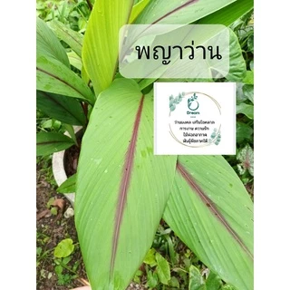 พญาว่าน 🌿ว่านมงคล เสริมสิริมงคลชีวิต