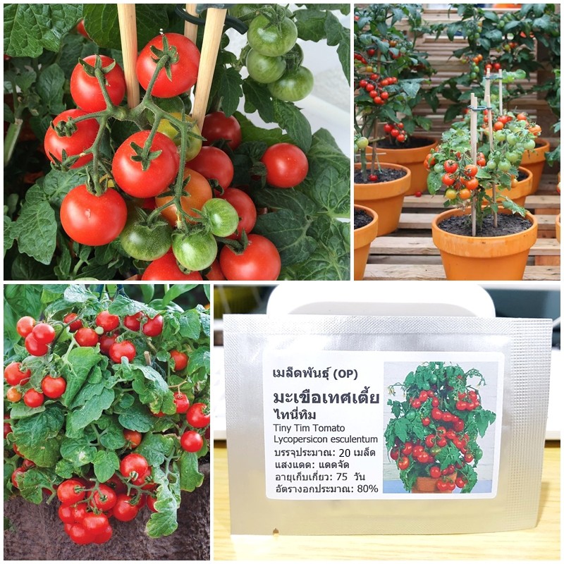 เมล็ดพันธุ์ มะเขือเทศเตี้ย ไทนี่ทิม Tiny Tim Tomato Seed 20 เมล็ด คุณภาพดี ของแท้ 100%