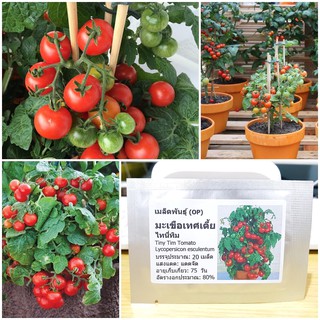 เมล็ดพันธุ์ มะเขือเทศเตี้ย ไทนี่ทิม (Tiny Tim Tomato Seed) บรรจุ 20 เมล็ด คุณภาพดี ราคาถูก ของแท้ 100%