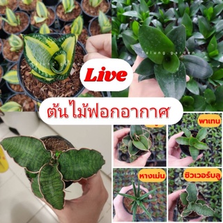 🌿ต้นไม้ฟอกอากาศ เฉพาะใน live 📍📍