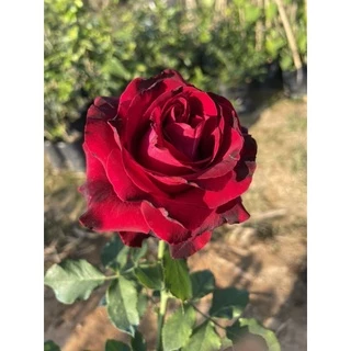 กุหลาบแดง ( Red Baccara )ดอกใหญ่ ไร้หนาม
