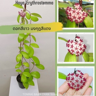 Hoya Erythrostemma โฮย่าดอกสีขาว มงกุฎแดง  ไม้แขวนประดับ ไม้เลื้อย ออกดอกทั้งปี