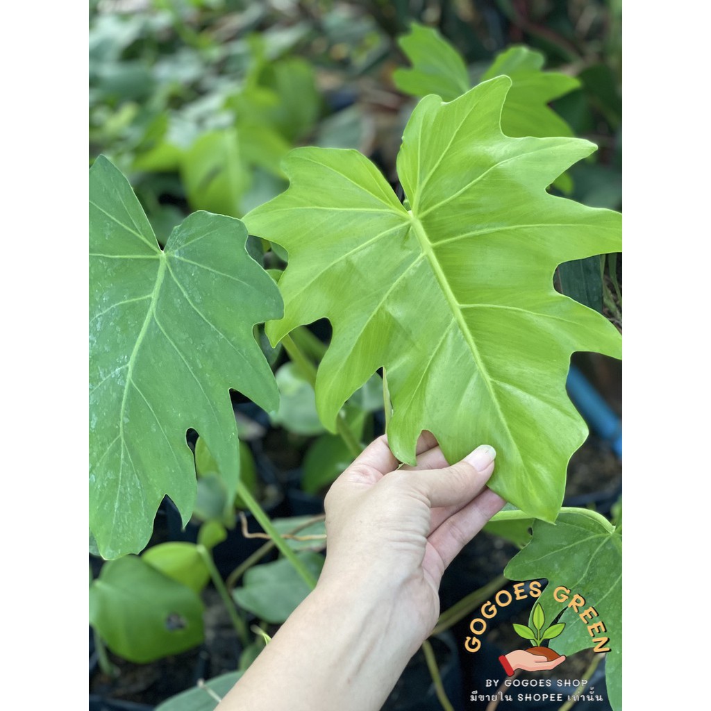 ฟิโลใบองุ่น Philodendron lacerum ต้นไม้ฟอกอากาศ ต้นไม้ที่นักสะสมต้องมี ฟอร์มสวยมากๆ
