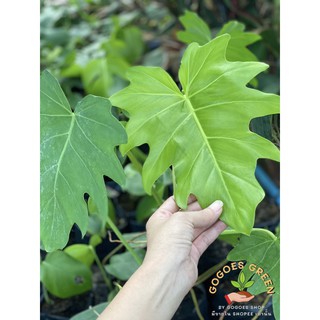 ฟิโลใบองุ่น Philodendron lacerum ไม้ฟอกอากาศ ที่นักสะสมต้องมี ฟอร์มสวยมากๆ สินค้าพร้อมส่ง