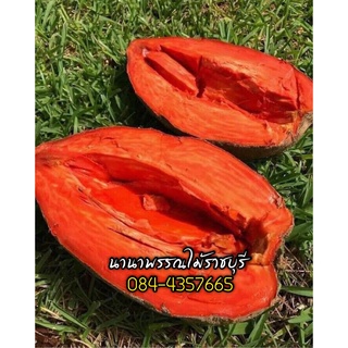 ต้นกล้า ละมุดยักษ์  Mamay sapote สายพันธุ์ (Magana) สูง 30-40  เซน