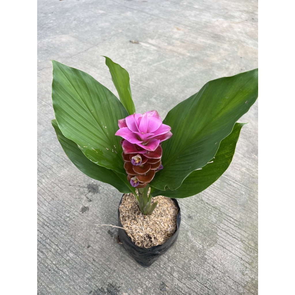 มุมมอง 5