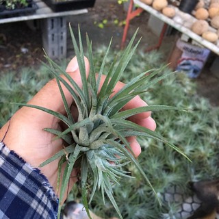 ทีลแลนด์เซีย #(Tillandsia) #ไม้รากอากาศ #ไม้ประดับ#ไม้แขวน# สวนแนวตั้ง# ต้นไม้แปลก#ประดับ# ตกแต่งสวน คอนโด#Air Plant