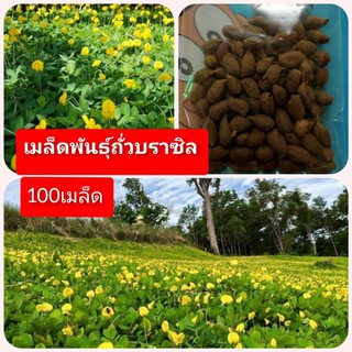 ถั่วบราซิล บรรจุ100เม็ด ตกแต่งสวน คลุมหญ้า หญ้าจัดสวน บำรุงดิน