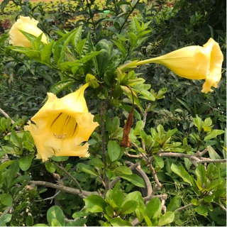 ต้นถ้วยทอง 🌿 Solandra grandiflora Swartz  (ถุงดำ)