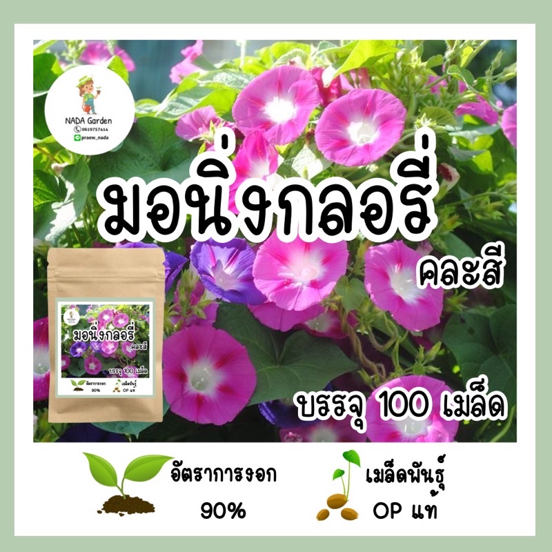 เมล็ดพันธุ์ มอนิ่งกลอรี่ คละสี 100 เมล็ด เมล็ดพันธุ์OPแท้ อัตราการงอกสูง