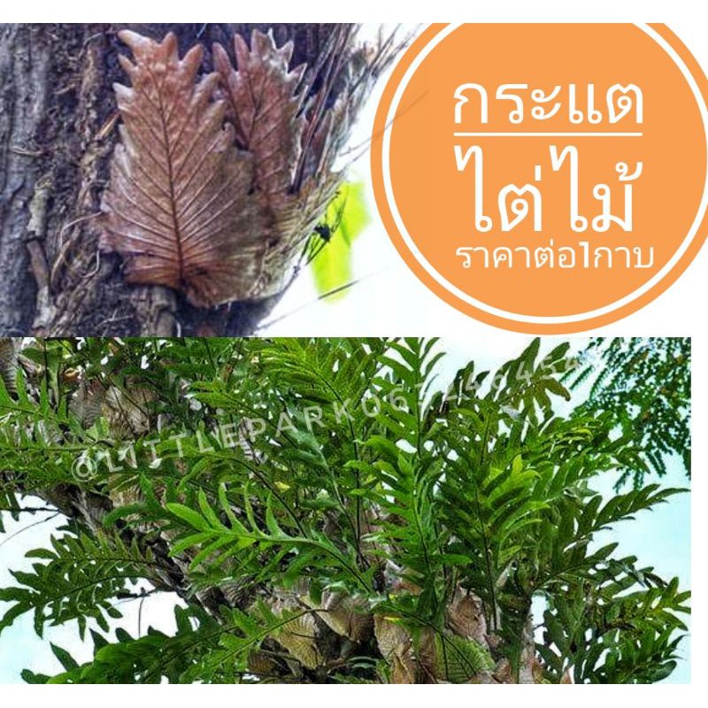 My Image 15
