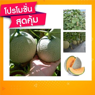 🇹🇭โปร2แถม1✨water melon seed เมล็ดพันธุ์เมล่อน