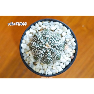 แอสโตรไฟตัม ซุปเปอร์คาบูโตะ (Astrophytum asterias super KABUTO)