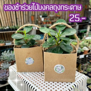 [ของชำร่วยต้นไม้] ไม้มงคลถุงกระดาษ 35 บาท🪴