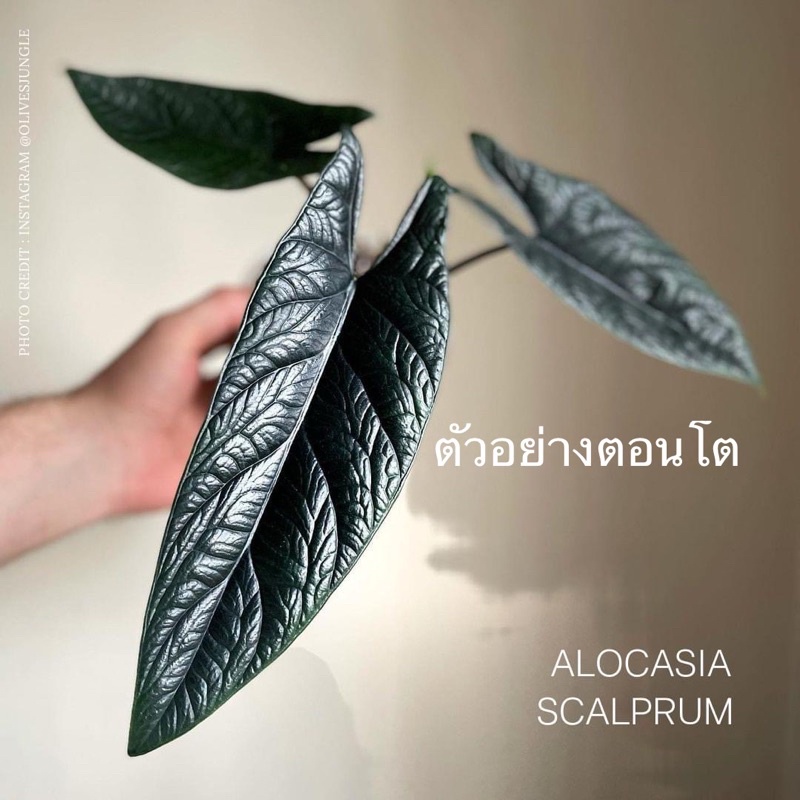 alocasia scalprum อโลคาเซีย สคัลปรัม 🌿 1 แถม1