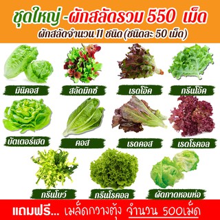 เมล็ดพันธุ์ผักสลัด 11 ชนิด รวม 550เมล็ด อัตราการงอก95% เมล็ดพันธุ์ (แถมฟรี!!! เมล็ดผักกวางตุ้ง 500 เม็ด)