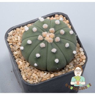 Astrophytum ลูกโออิโบะ SP.228