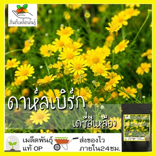 เมล็ดพันธุ์ ดอกดาห์ลเบิร์ก เดซี่สีเหลือง 200 เมล็ด Dahlberg Daisy เมล็ดพันธุ์แท้ นำเข้าจากต่างประเทศ ปลูกผัก สวนครัว