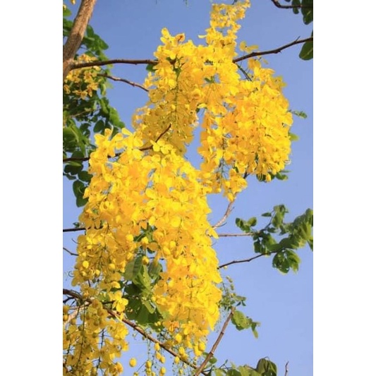 ต้นราชพฤกษ์ (จำนวน 10 ต้น) Cassia fistula #ราชพฤกษ์คูณสีเหลือง