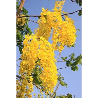 ต้นราชพฤกษ์ (จำนวน 10 ต้น) Cassia fistula #ราชพฤกษ์