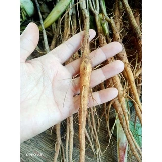 เหง้าสักทองแบบชำ100เหง้า150บาท