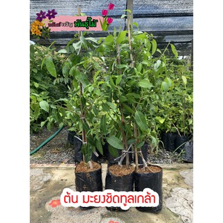 ต้นมะยงชิดทูล​เกล้าแบบทาบกิ่ง​ มะยงชิดไข่ไก่ สูง 70-80 cm. ติดลูกใน 1ปี พร้อมส่ง