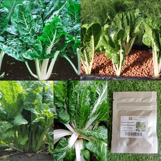 เมล็ด : เมล็ดสวิสชาร์ด สีเขียว Swiss Chard Lucullus 15-35 เมล็ด สวิสชาร์ต สวิสชาร์ต เมล็ดพืช ผัก สวนครัว เมล็ดพันธุ์