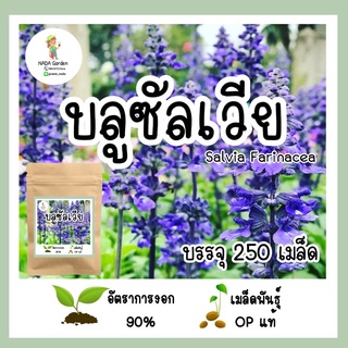 เมล็ดพันธุ์ บลูซัลเวีย Blue Salvia บรรจุ 250 เมล็ด พันธุ์OPแท้ อัตราการงอกสูง