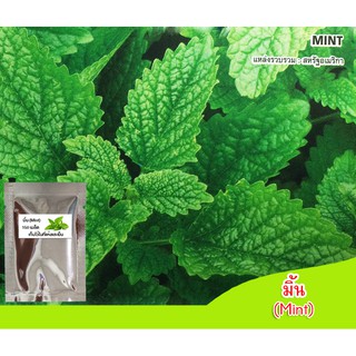 เมล็ดพันธุ์มิ้น (Mint) 150 เมล็ด มิ้น เมล็ดมิ้น สมุนไพรฝรั่ง ปลูกต้นมิ้น ต้นมิ้น ปลูกสมุนไพรฝรั่ง ปลูกมิ้น เมล็ดต้นมิ้น