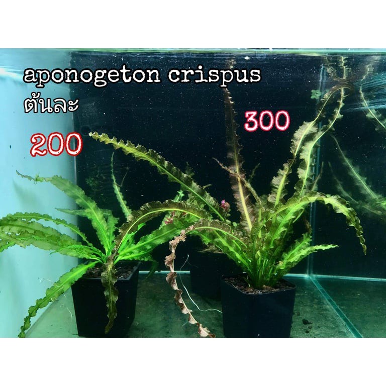 Aponogeton crispus ต้นละ 200 ต้นไม้น้ำ ต้นไม้ปลูกในตู้ปลา ไม้น้ำในตู้ปลา