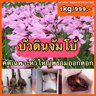 บัว​ดิน​จัมโบ้คัดไซส์​ 1กิโล​กรัม​ 999บาท