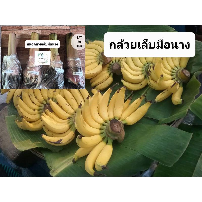 หน่อพันธุ์กล้วยเล็บมือนาง กล้วยภาคใต้