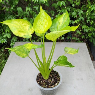 Alocasia Cucullata Moon Landing นางกวักใบโพธิ์ด่างเหลือง / ว่านนางกวักด่าง ไม้มงคล ค้าขายร่ำรวย