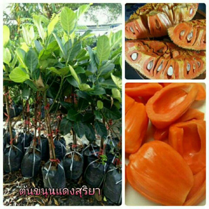 ต้นขนุนแดงสุริยาต้นพันธุ์ทาบกิ่งติดลูกไวสูง80-90 .cm
