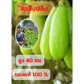 ตะลิงปลิง 1 ต้น ต้นพันธุ์พร้อมปลูก (ขนาดกลาง) ตะลิงปลิง สูง 40 ซม. ต้นพันธุ์ตะลิงปลิง เปรี้ยวเปรี้ยว พร้อมส่ง