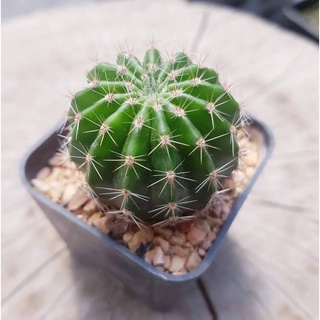 ต้นกระบองเพชร อิชินอปซิส Echinopsis