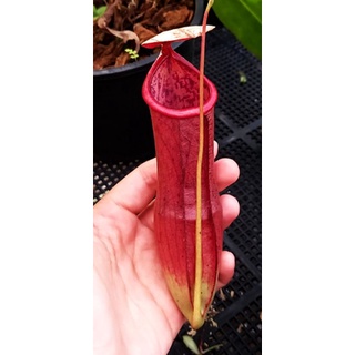 Nepenthes (Mirabilis× Tiger) #หม้อข้าวหม้อแกงลิง