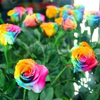 เมล็ดพันธุ์ ดอกกุหลาบ สีเรนโบว์ พันธุ์แคระ กุหลาบจิ๋ว Rose Seeds 30 เมล็ด