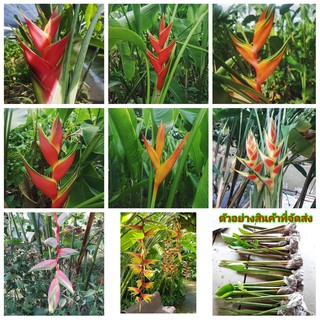 (ขาย เหง้าพันธุ์) มี7สีให้เลือก ต้นเฮลิโคเนีย ต้น เฮลิโคเนีย Heliconia heliconia ต้น ดอก เหง้า chaosuan Heliconia